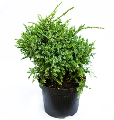 Можжевел.чешуйч.Holger, Гор15, Выс25 в интернет гипермаркете «Планета Лета». Фото