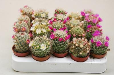 Маммиллярия Mix, Гор10, Выс15 в интернет гипермаркете «Планета Лета». Фото