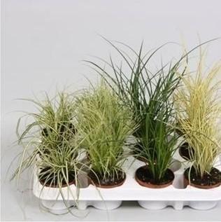 Осока микс, Гор12, Выс25 в интернет гипермаркете «Планета Лета». Фото