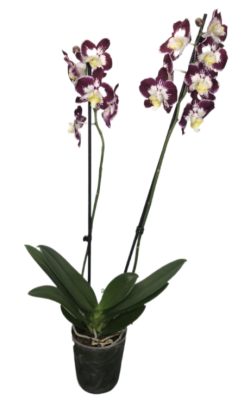 Фаленопсис 2 pp Tinkerbell, Гор12, Выс55 в интернет гипермаркете «Планета Лета». Фото