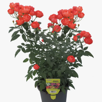 Роза бордюрная Ред Морсдаг, Гор23 М в интернет гипермаркете «Планета Лета». Фото