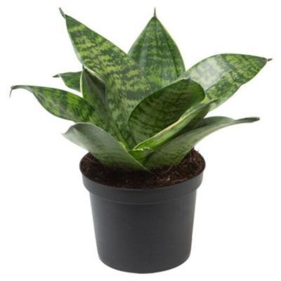 Сансевиерия Trifasciata Hahnii, Гор11, Выс30-40 К в интернет гипермаркете «Планета Лета». Фото