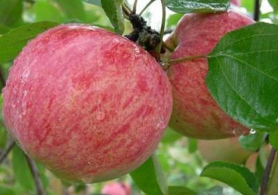 Яблоня Коричное Полосатое (туба) в интернет гипермаркете «Планета Лета». Фото