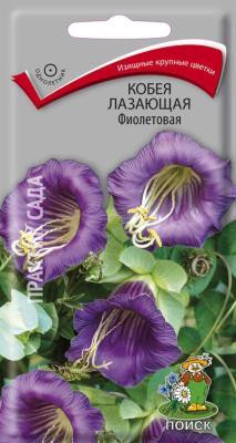 Кобея лазающая Фиолетовая (ЦВ ) ("1) 5шт. в интернет гипермаркете «Планета Лета». Фото