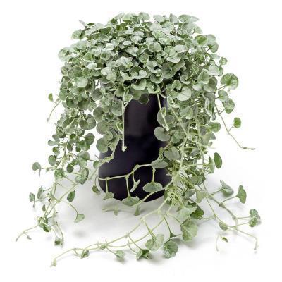 Дихондра подвес, Гор23 М в интернет гипермаркете «Планета Лета». Фото