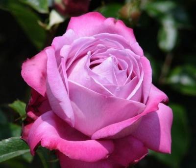 Роза чайно-гибридная Блю Ривер C2 Выс30 в интернет гипермаркете «Планета Лета». Фото