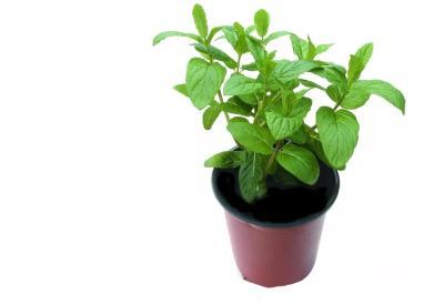 Мята перечная, Гор9 М в интернет гипермаркете «Планета Лета». Фото