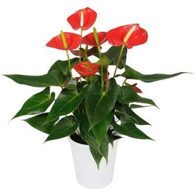 Антуриум Kentucky, Гор14, Выс50 в интернет гипермаркете «Планета Лета». Фото