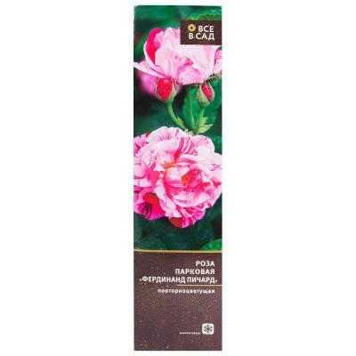 Роза парковая Фердинанд Пичард в коробке Кут в интернет гипермаркете «Планета Лета». Фото