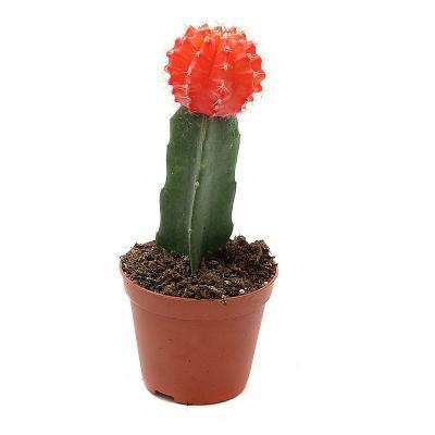 Гимнокалициум Japan Mix, Гор5, Выс15 в интернет гипермаркете «Планета Лета». Фото