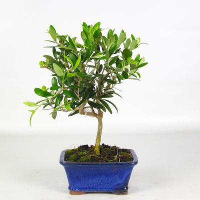 Бонсай олива европейская, Гор23, Выс40 И в интернет гипермаркете «Планета Лета». Фото