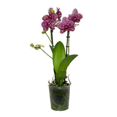 Фаленопсис 1 pp Wild Cat, Гор12, Выс80 в интернет гипермаркете «Планета Лета». Фото