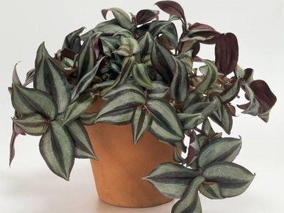 Традесканция, Гор10 М в интернет гипермаркете «Планета Лета». Фото