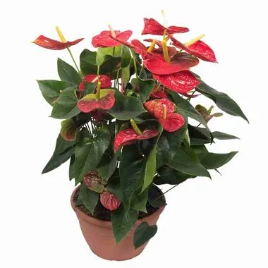 Антуриум Beliza, Гор12, Выс50 в интернет гипермаркете «Планета Лета». Фото