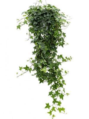 Плющ обыкновенный, Гор25, Выс200 И в интернет гипермаркете «Планета Лета». Фото