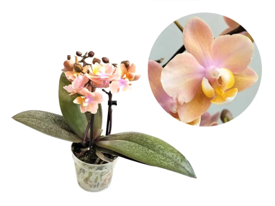 Фаленопсис 1 pp Parfumed, Гор12, Выс30 в интернет гипермаркете «Планета Лета». Фото