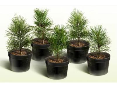 Сосна кедровая Pillar, Гор31, Выс80 в интернет гипермаркете «Планета Лета». Фото