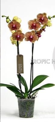 Фаленопсис 2 pp Beesting, Гор12, Выс55 в интернет гипермаркете «Планета Лета». Фото