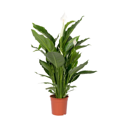 Спатифиллум Chopin, Гор17, Выс 35 в интернет гипермаркете «Планета Лета». Фото