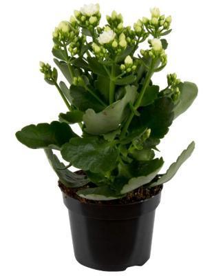 Каланхоэ Calandiva Mix, Гор9, Выс20 в интернет гипермаркете «Планета Лета». Фото