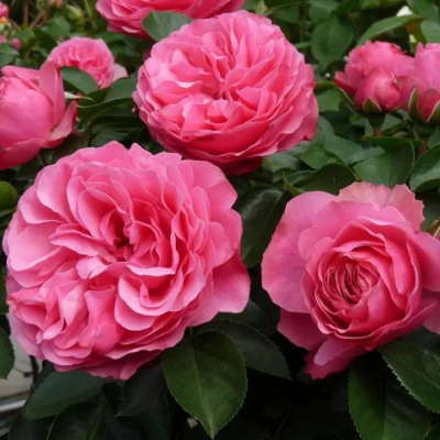 Роза флорибунда Леонардо Да Винчи штамб C4 H100 в интернет гипермаркете «Планета Лета». Фото