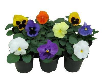 Виола F1 MIX, Гор9 М Уценка!!! в интернет гипермаркете «Планета Лета». Фото