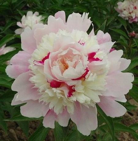 Пион травянистый Очарование Восхода 7Ц (туба) в интернет гипермаркете «Планета Лета». Фото