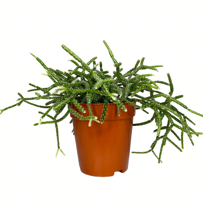 Рипсалис Hatiora, Гор10, Выс15 в интернет гипермаркете «Планета Лета». Фото