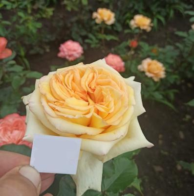 Роза чайно-гибридная Голден Тауэр ОКС в интернет гипермаркете «Планета Лета». Фото