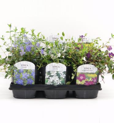 Барвинок, Гор9, Выс15 в интернет гипермаркете «Планета Лета». Фото