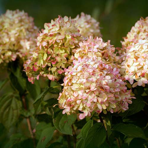 Гортензия метельчатая Фантом/ЦКор в интернет гипермаркете «Планета Лета». Фото