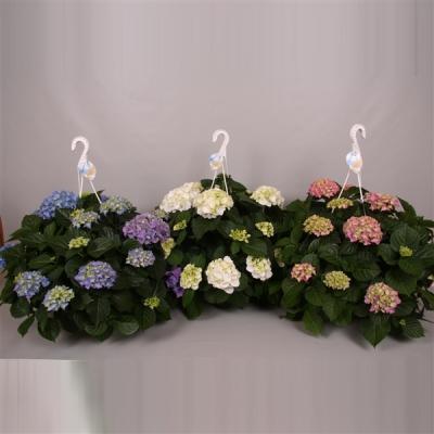 Гортензия п/к, 6л в интернет гипермаркете «Планета Лета». Фото