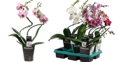 Фаленопсис 1 pp Hurricane, Гор12, Выс50 в интернет гипермаркете «Планета Лета». Фото