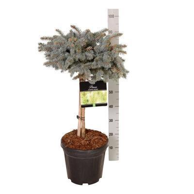 Ель колючая Glauca Globosa штамб, Гор60, Выс130 в интернет гипермаркете «Планета Лета». Фото