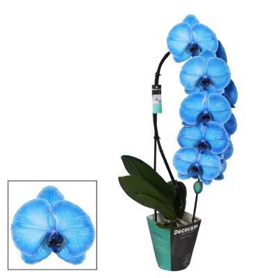Фаленопсис Cascade Blue, Гор9, Выс40 в интернет гипермаркете «Планета Лета». Фото