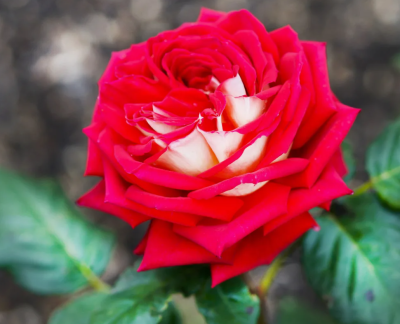 Роза чайно-гибридная Нью Фэшн/ЦКор П в интернет гипермаркете «Планета Лета». Фото