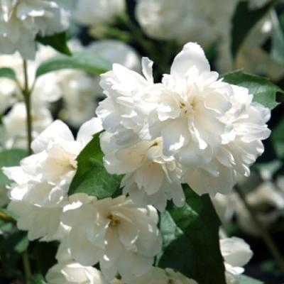 Чубушник венечный Шнеештурм 7Ц в интернет гипермаркете «Планета Лета». Фото