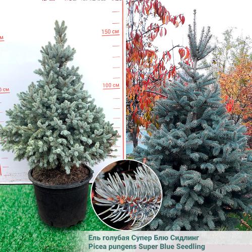 Ель колючая Супер Блю Сидлинг Гор23, Выс50 КТ в интернет гипермаркете «Планета Лета». Фото