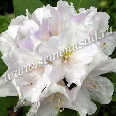 Рододендрон гибридный Эскимо П в интернет гипермаркете «Планета Лета». Фото