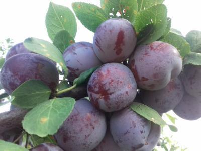 Слива Кабардинская ранняя 2-летка ОКС Н150 в интернет гипермаркете «Планета Лета». Фото