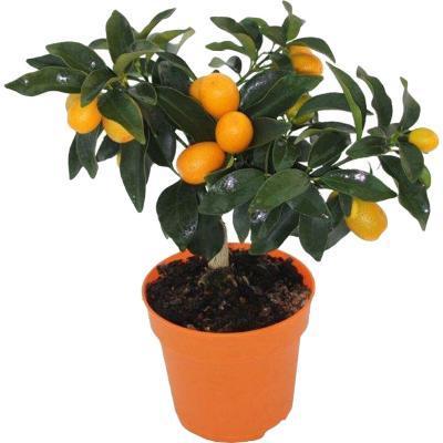 Цитрофортунелла Kumquat, Гор12, Выс40 в интернет гипермаркете «Планета Лета». Фото