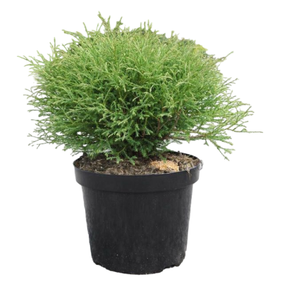 Туя запад.Bowling Ball, Гор17, Выс20 Б в интернет гипермаркете «Планета Лета». Фото