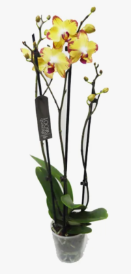 Фаленопсис 2 pp Mix special sort -orange,yellow,striry, Гор12, Выс70 в интернет гипермаркете «Планета Лета». Фото