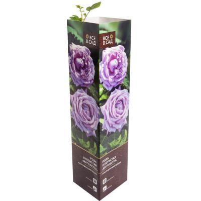 Роза плетистая Инголетта 7Ц в интернет гипермаркете «Планета Лета». Фото