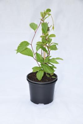 Актинидия коломикта Адам /муж/ Гор17 М в интернет гипермаркете «Планета Лета». Фото