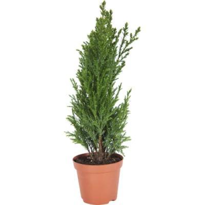 Кипарисовик Л.Ellwoodii, Гор9, Выс30 в интернет гипермаркете «Планета Лета». Фото