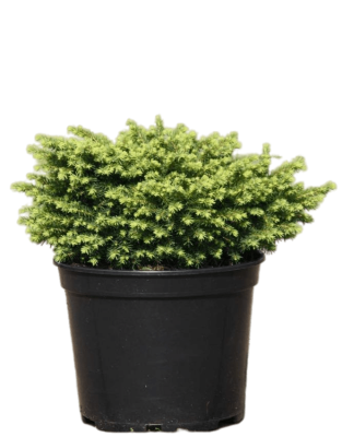 Ель обыкн.Little Gem, Гор19, Выс15 в интернет гипермаркете «Планета Лета». Фото