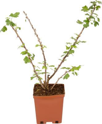 Крыжовник Уральский изумруд С2 Выс50 в интернет гипермаркете «Планета Лета». Фото