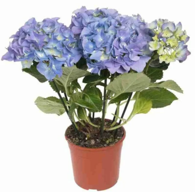 Гидрангея Ov blue, Гор15, Выс40 в интернет гипермаркете «Планета Лета». Фото