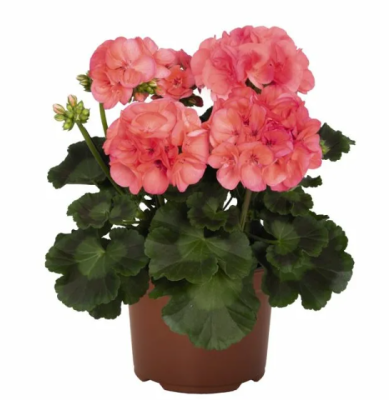 Пеларгония Big Ezee, Гор15 М в интернет гипермаркете «Планета Лета». Фото